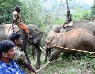 TN forest department to tranquilise troublesome Makhna elephant