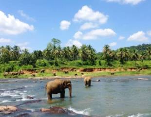 Sri Lanka sees increase in tourism earnings in first quarter