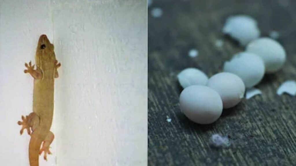 Unveiling the Secrets of Lizard Eggs: Good Luck or Bad Omen?