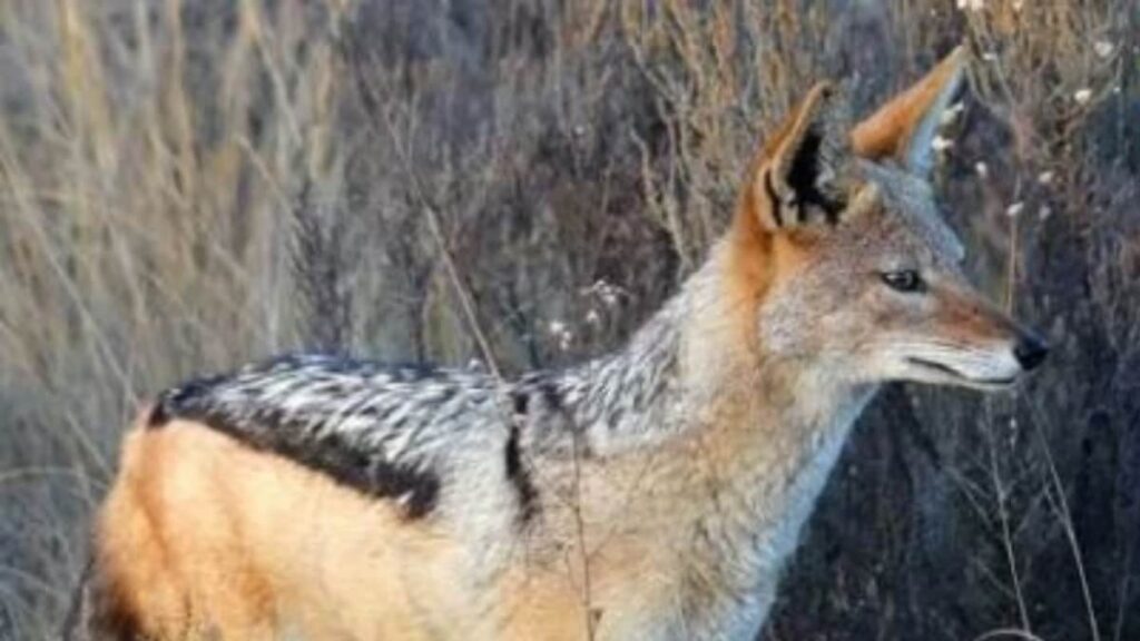 India Grapples with Rising Jackal Attacks: Seven Injured in Recent Incidents