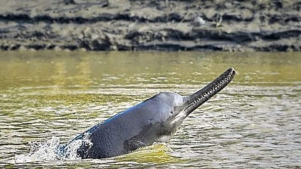 Gangetic Dolphins: Stranded and Rescued in a Race Against Time